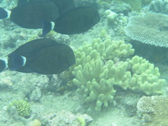 Acanthurus blochii