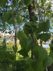 Populus deltoides