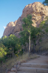 Themeda quadrivalvis