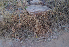 Themeda quadrivalvis