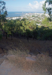 Themeda quadrivalvis