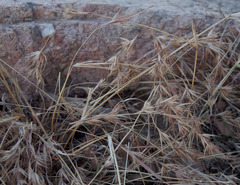 Themeda quadrivalvis