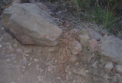 Themeda quadrivalvis