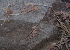 Themeda quadrivalvis