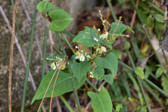 Reynoutria multiflora