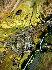 Anthopleura dixoniana