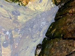 Anthopleura dixoniana