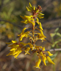 Persoonia falcata