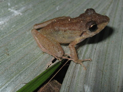 Pristimantis latro