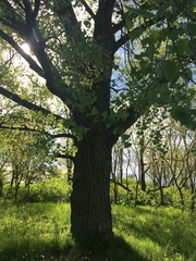 Populus deltoides