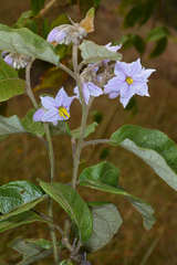 Solanum lanceolatum