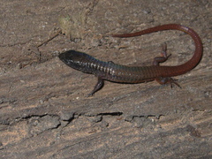 Arthrosaura reticulata