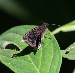 Cycloglypha caeruleonigra