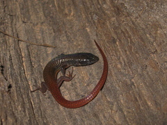 Arthrosaura reticulata