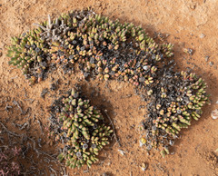 Argyroderma fissum