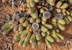 Argyroderma fissum