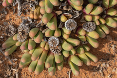 Argyroderma fissum