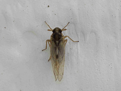 Laodelphax striatella