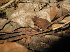 Rhinella castaneotica