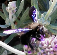 Xylocopa violacea