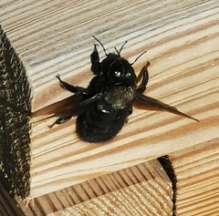 Xylocopa violacea