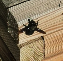 Xylocopa violacea