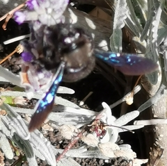 Xylocopa violacea