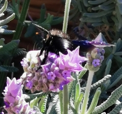 Xylocopa violacea