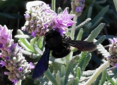 Xylocopa violacea