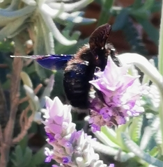 Xylocopa violacea