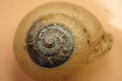 Neohelix divesta