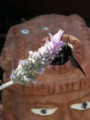 Xylocopa violacea