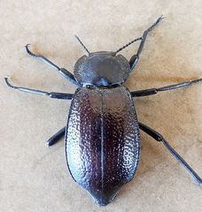 Stenomorpha marginata