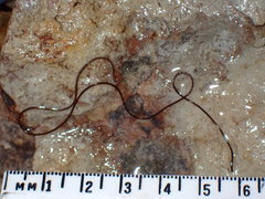 Chordodidae