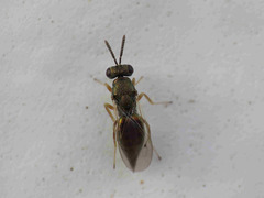 Pteromalus
