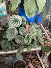 Peperomia argyreia