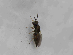 Pteromalus