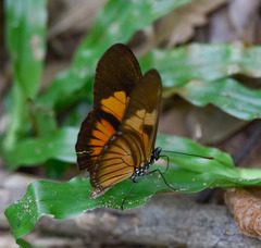 Eueides vibilia