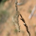 Enneapogon pretoriensis - Photo 由 Peter Nyeko Mashaba 所上傳的 (c) Peter Nyeko Mashaba，保留部份權利CC BY-NC