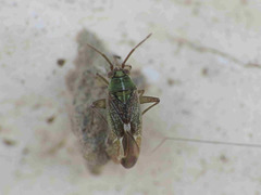Conostethus venustus