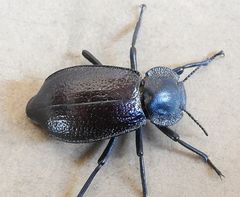 Stenomorpha marginata