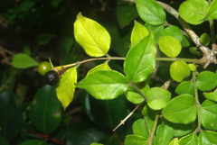 Jasminum stenolobum