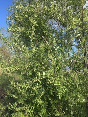 Elaeagnus umbellata