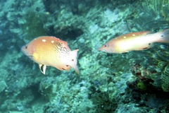 Bodianus dictynna