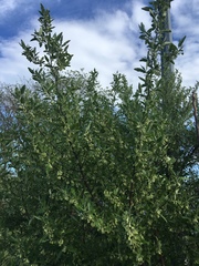 Elaeagnus umbellata