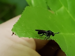 Cerotainia
