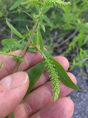 Salix babylonica