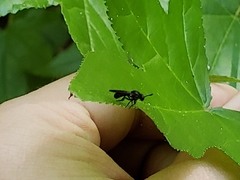 Cerotainia