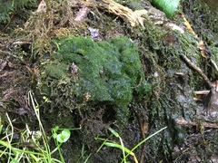 Vaucheria canalicularis