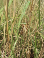 Tympanoterpes